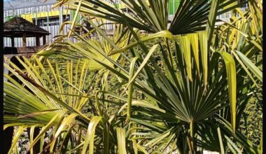 Es bringt mich auf die Palme.