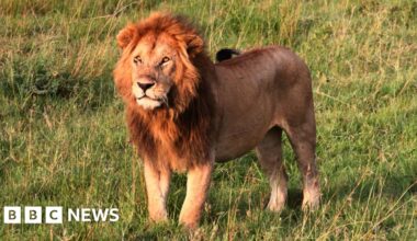 Girl, 14, killed by lion in Kenya