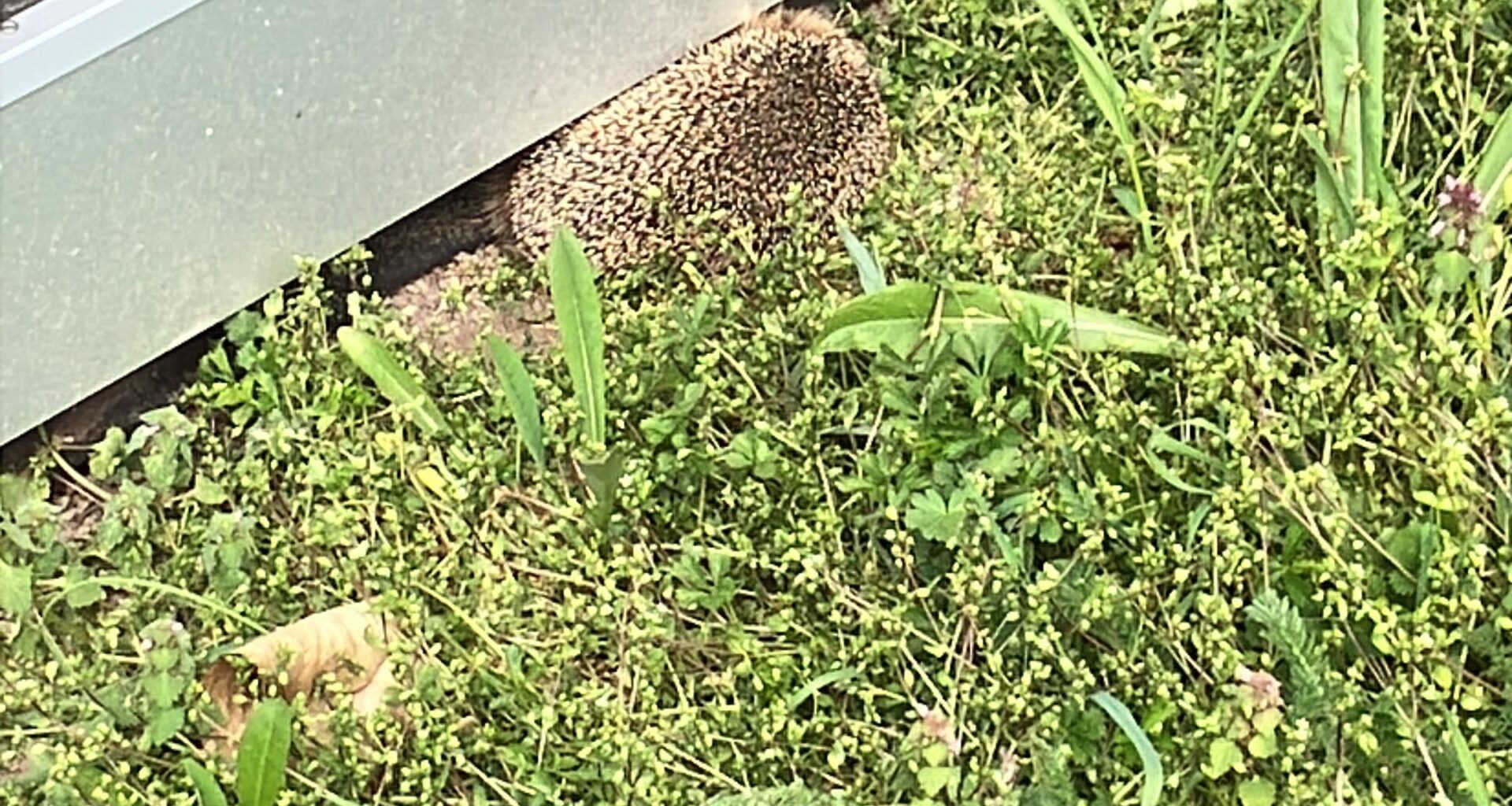 Igel schläft neben gartenhäuschen