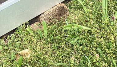Igel schläft neben gartenhäuschen