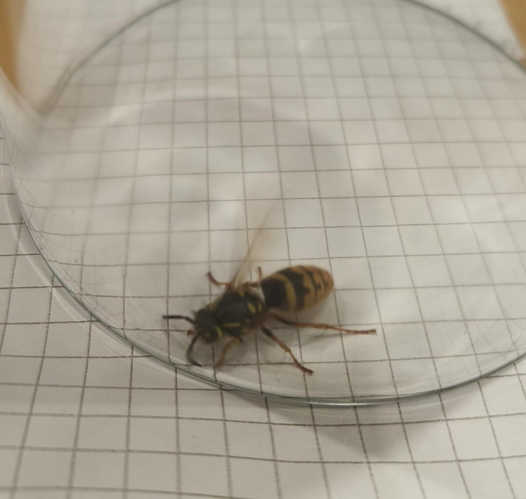 Kleine Hornisse oder große Wespe?