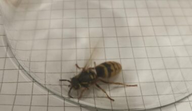 Kleine Hornisse oder große Wespe?