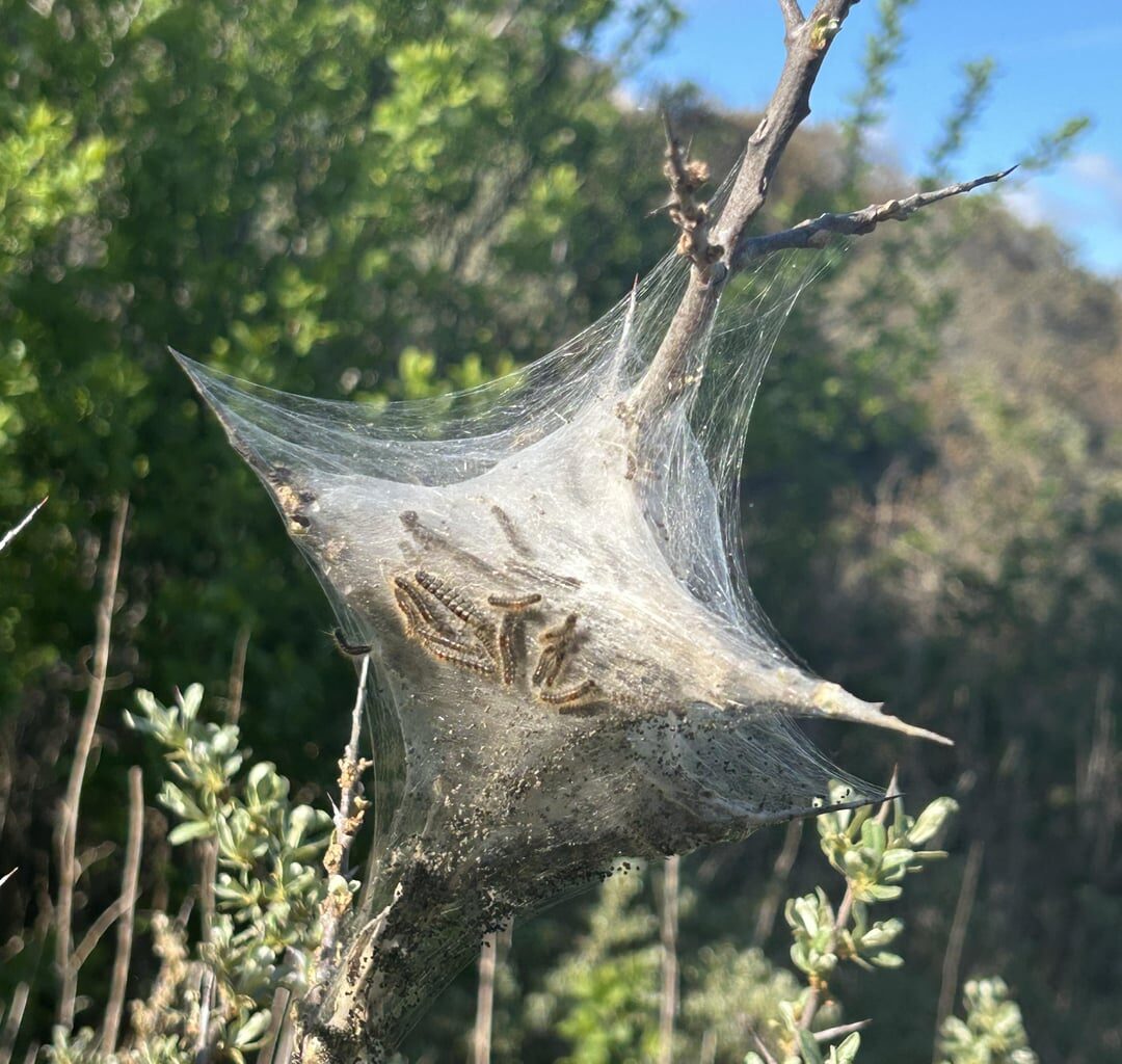 Was is den da los? (Mit Bonus-Marienkäfer)