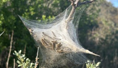 Was is den da los? (Mit Bonus-Marienkäfer)