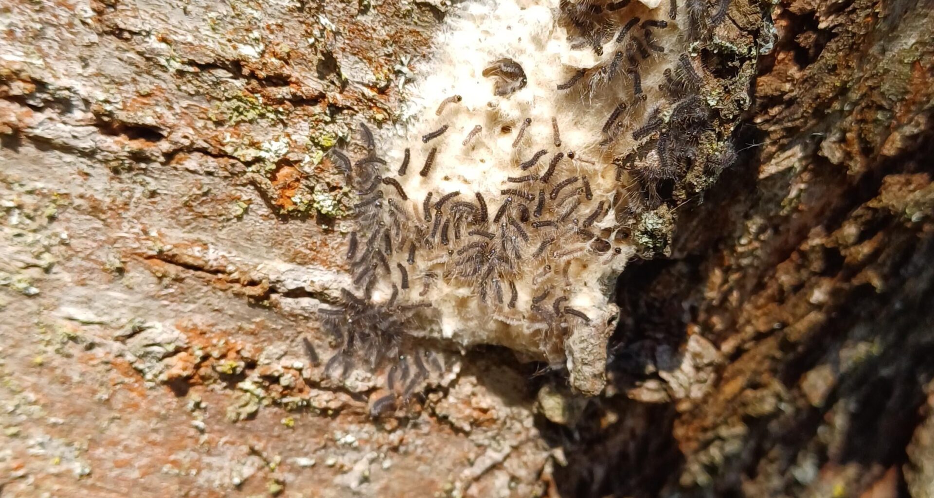 Heute am Kirschbaum gefunden. Was wird mal aus denen?