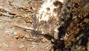 Heute am Kirschbaum gefunden. Was wird mal aus denen?