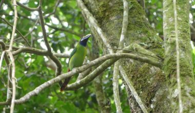 Auswahl aus Costa Rica