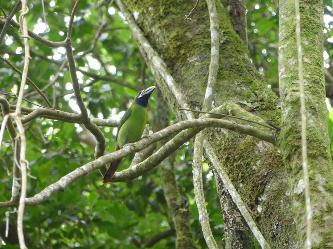 Auswahl aus Costa Rica