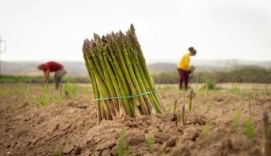 "Este es el momento ideal para consumir espárrago cultivado en España"