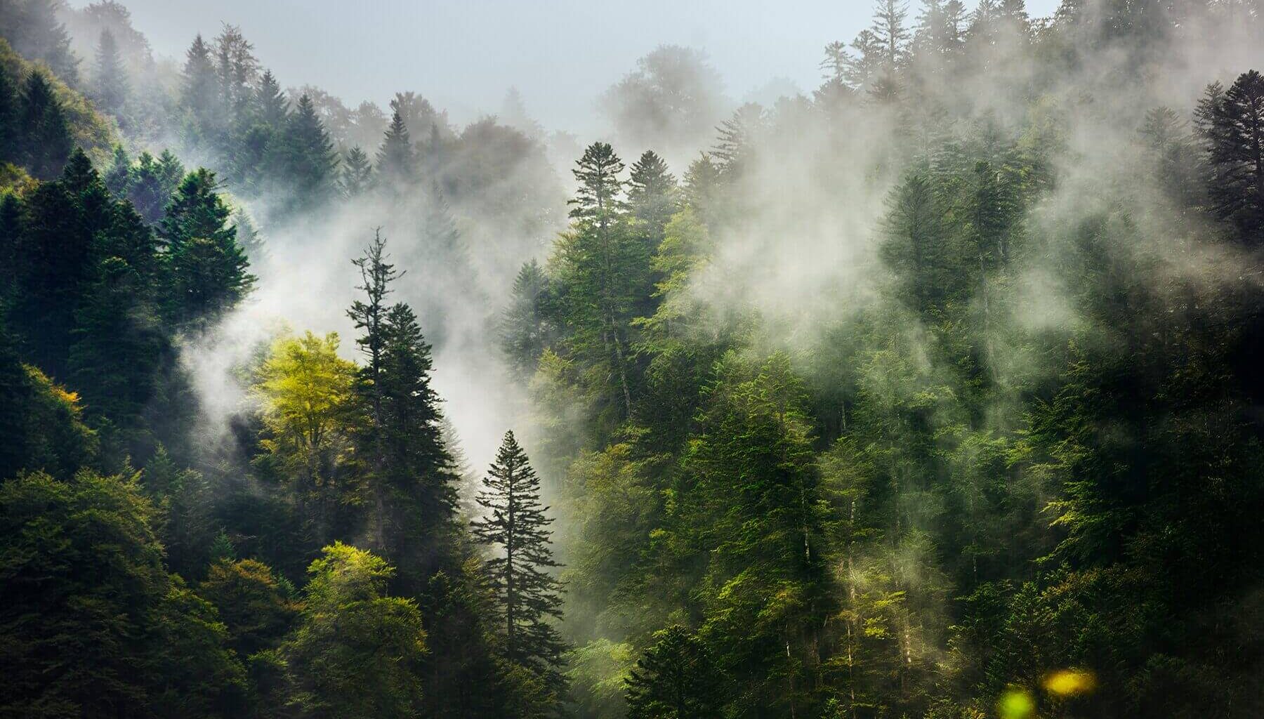 forest