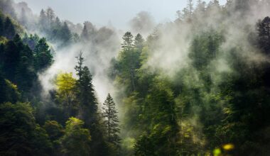 forest