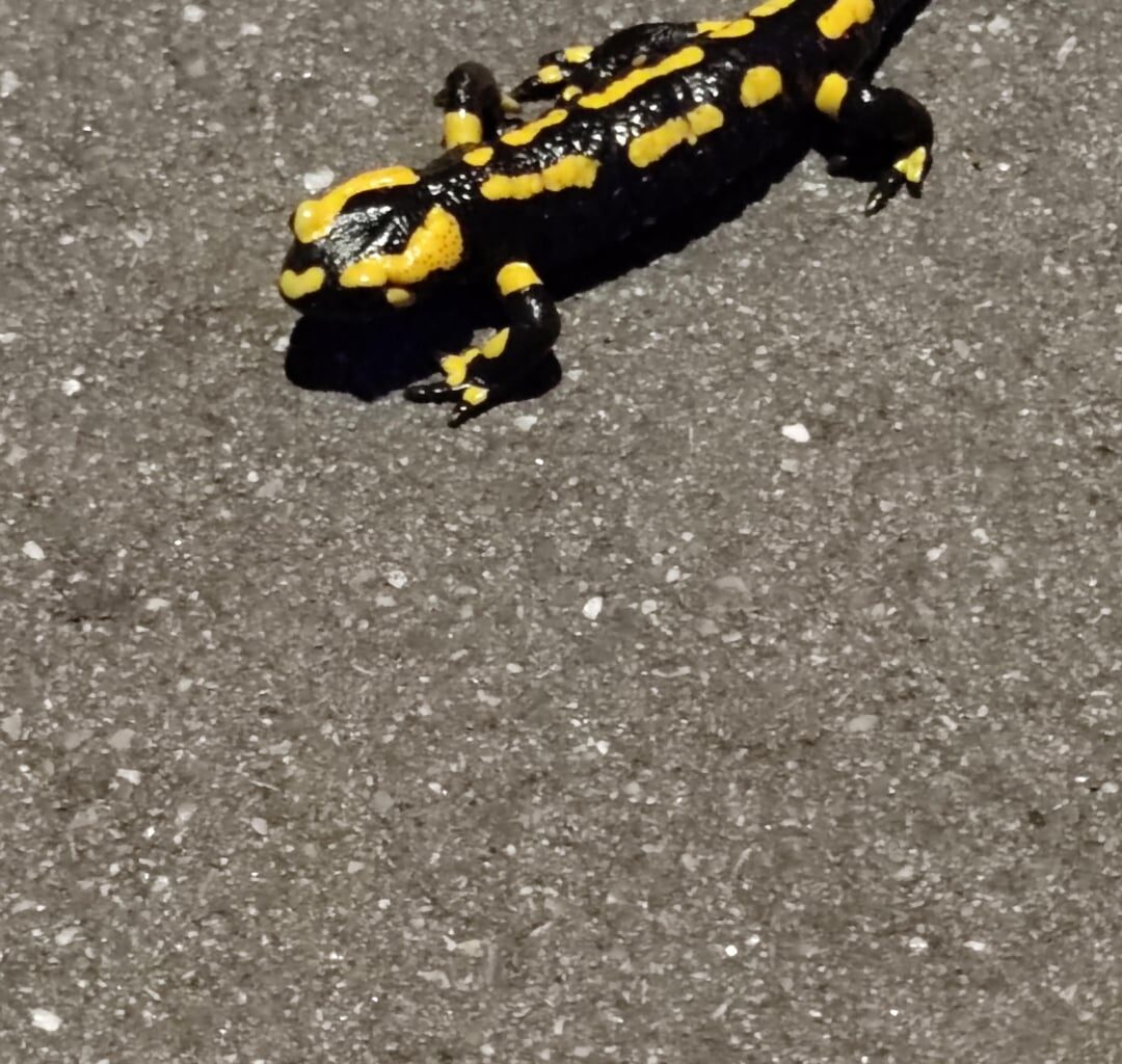 Mir sind heute auf dem Heimweg vier Feuersalamander begegnet.