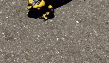 Mir sind heute auf dem Heimweg vier Feuersalamander begegnet.