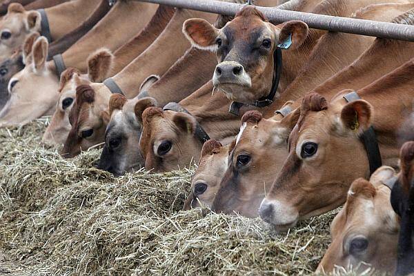 Mecanismul de urgenţă, activat în România din cauza febrei aftoase. Iată ce măsuri au fost adoptate - febra-aftoasa-1744388752.jpg