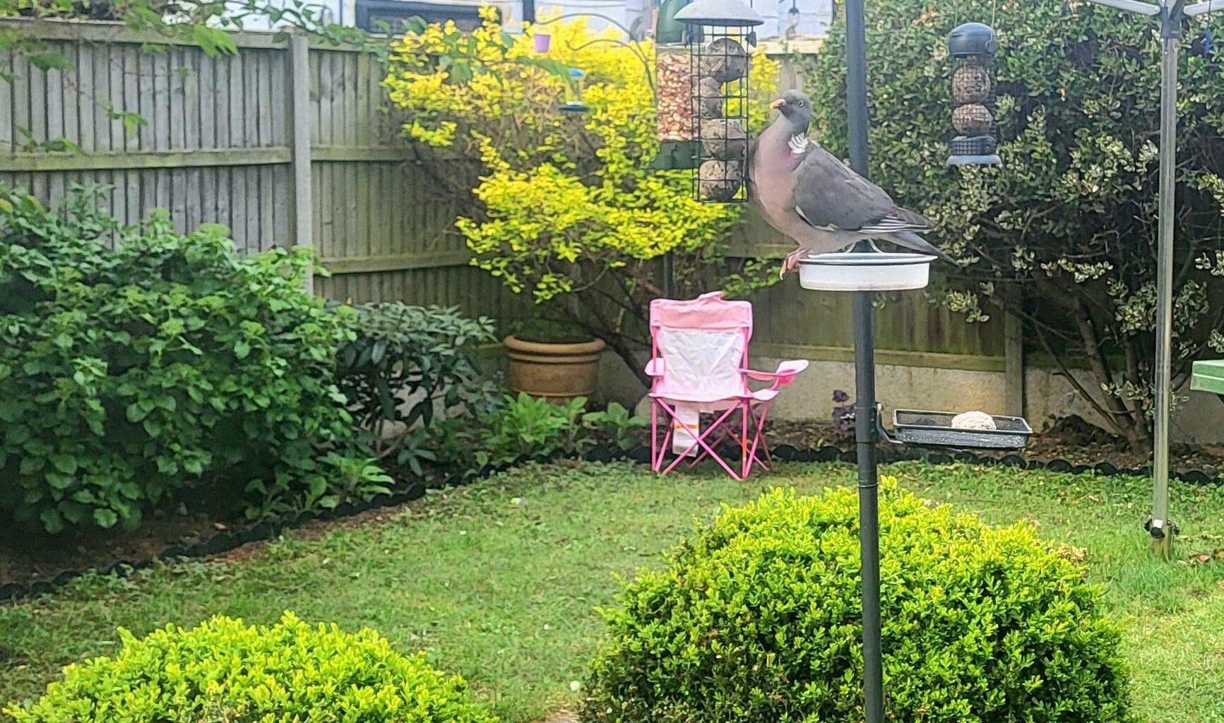 Is it wrong to feed the pigeons?