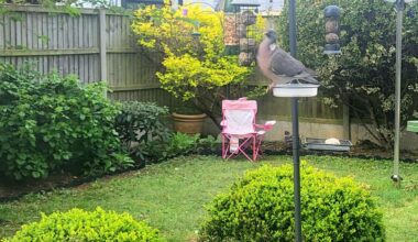 Is it wrong to feed the pigeons?