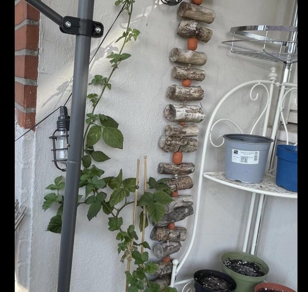 Update: Brombeere!