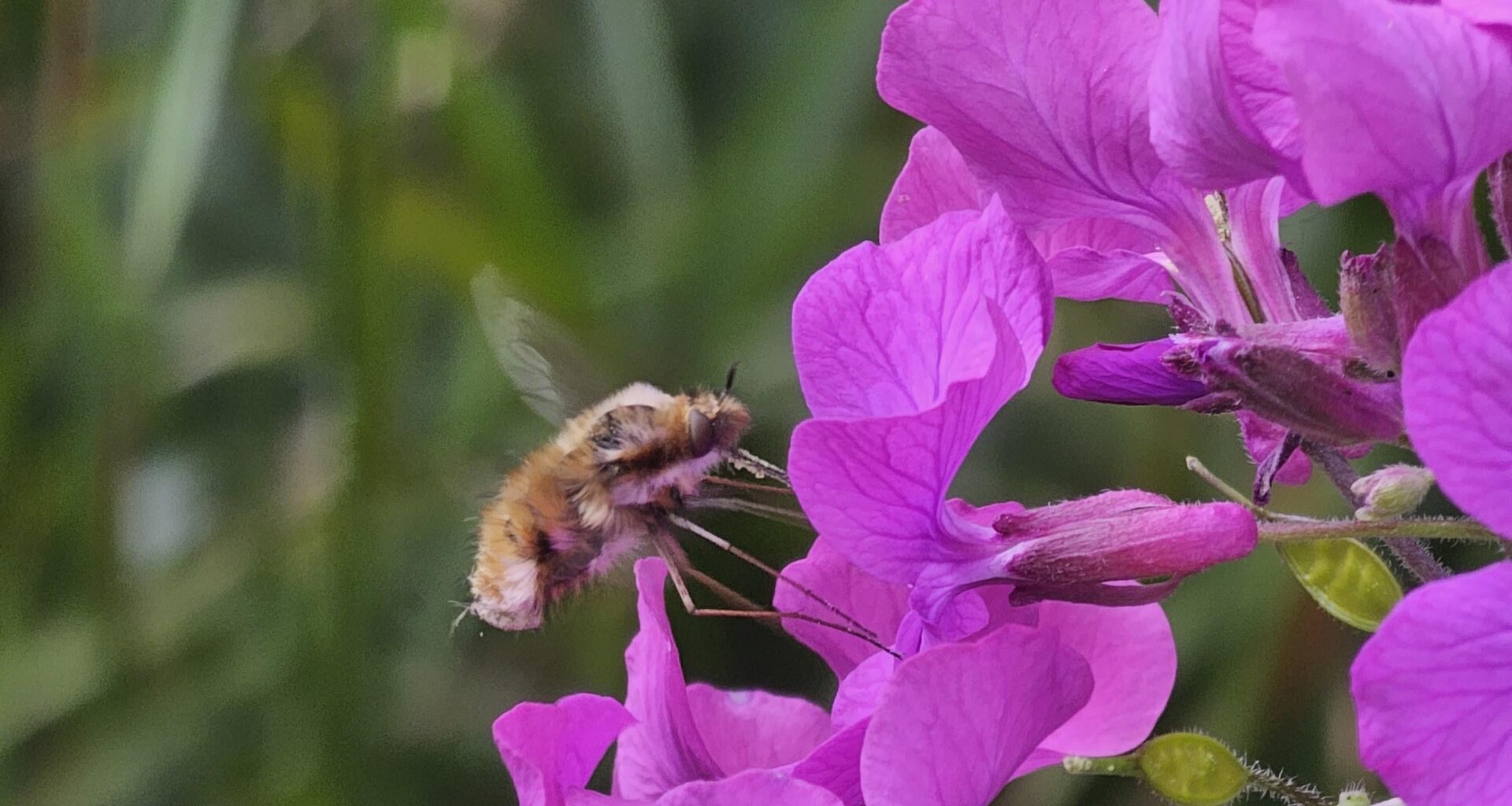 Kennt ihr schon den Wollschweber? Wir haben ihn das erste Mal im Garten