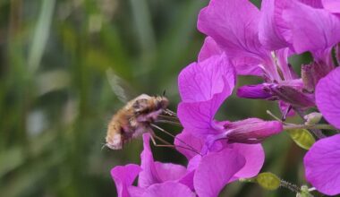 Kennt ihr schon den Wollschweber? Wir haben ihn das erste Mal im Garten