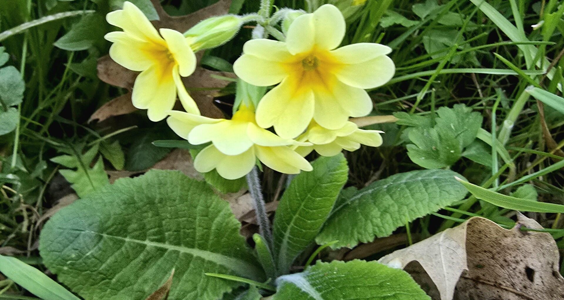Echte Schlüsselblume im Park Tannenfeld