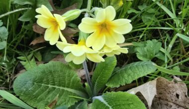 Echte Schlüsselblume im Park Tannenfeld