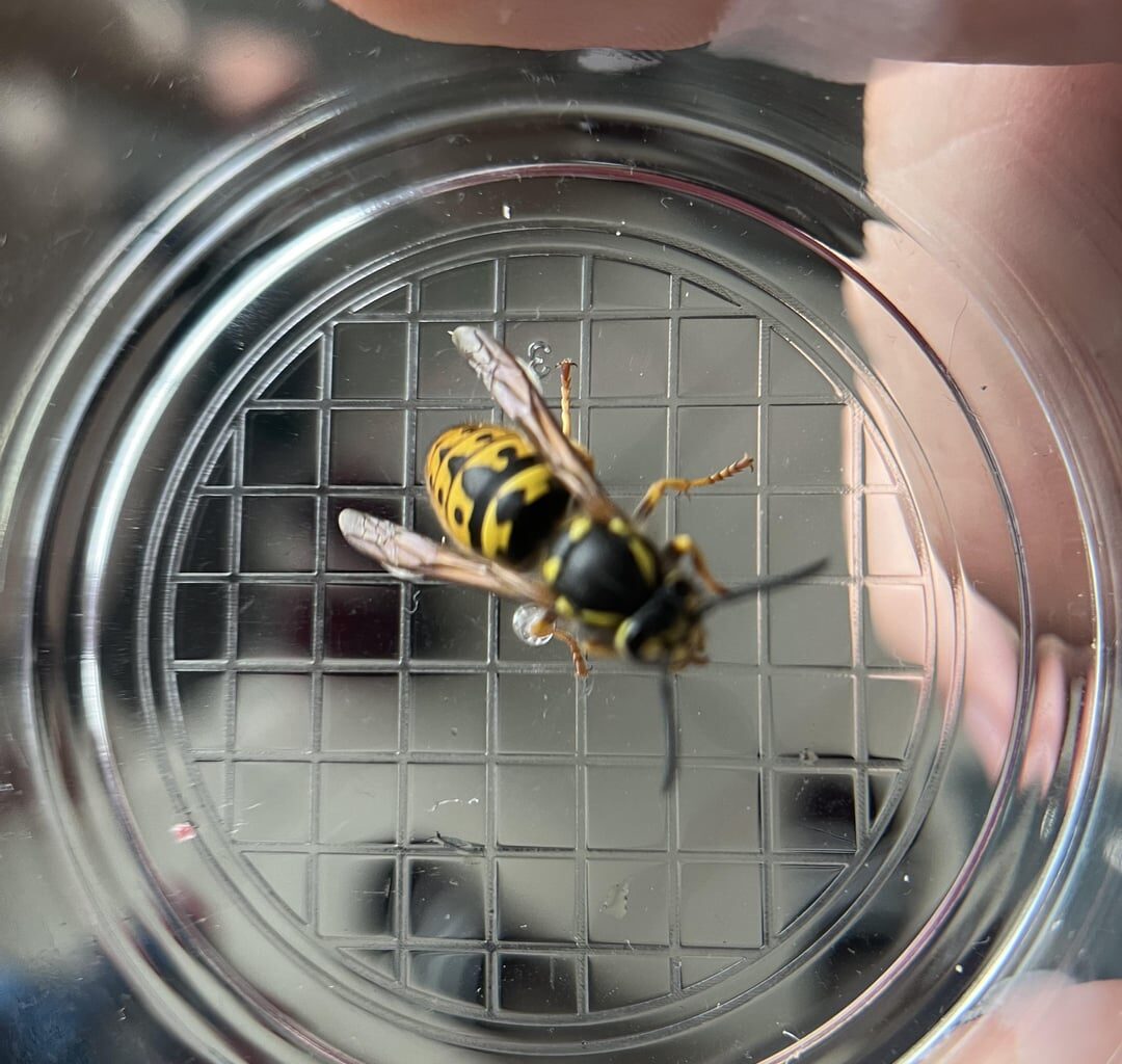 Vespula Germanica