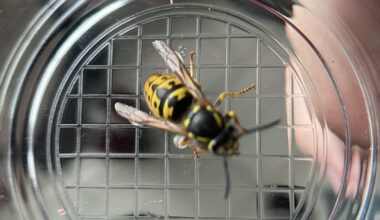 Vespula Germanica