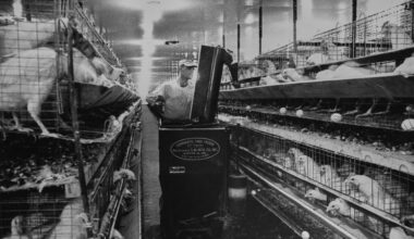 Chickens. Pickup trucks. Trade war?