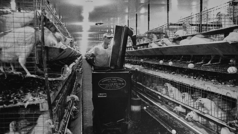 Chickens. Pickup trucks. Trade war?