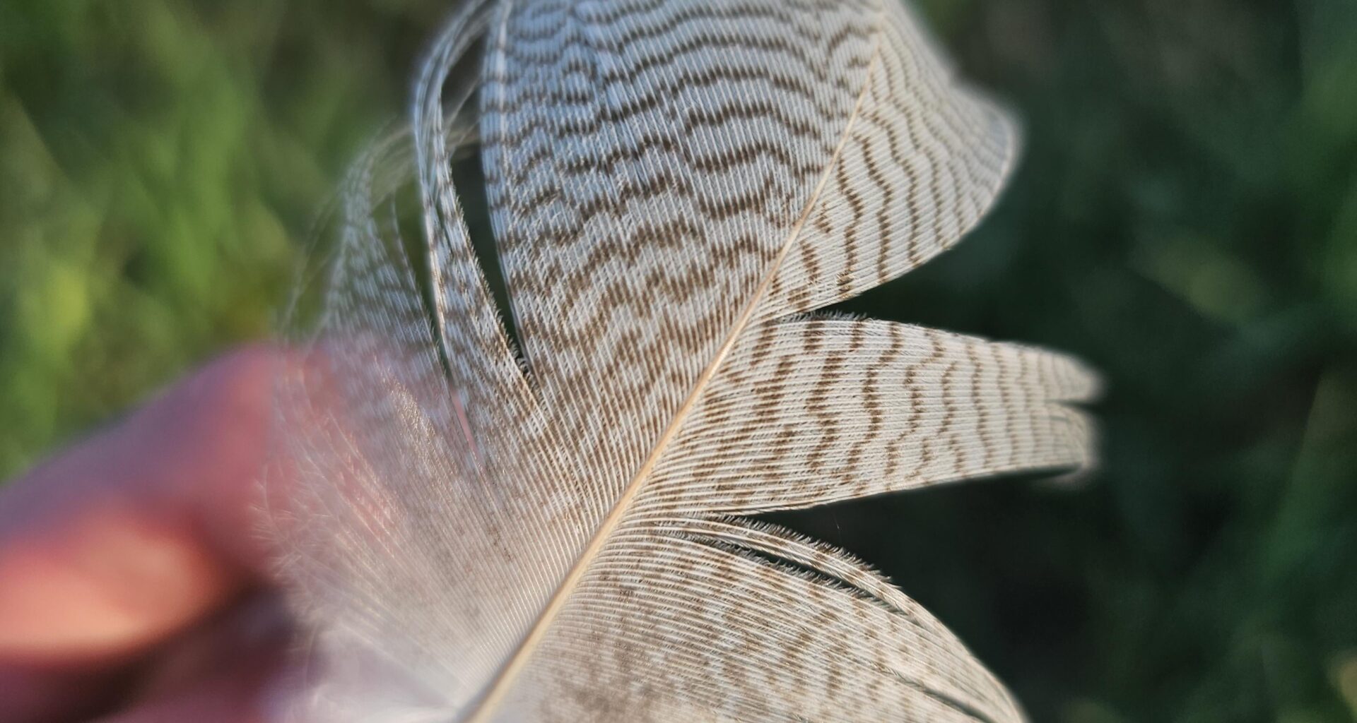 Welchem Vogel gehört diese Feder?