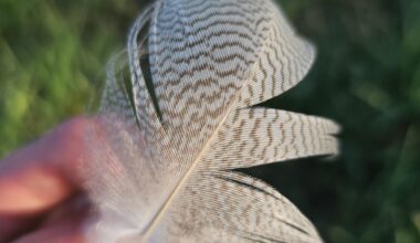 Welchem Vogel gehört diese Feder?