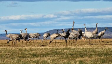12 Stunden gefahren und bei -5 °C gezeltet um Kraniche am Hornborgasjön zu beobachten - hat sich gelohnt.