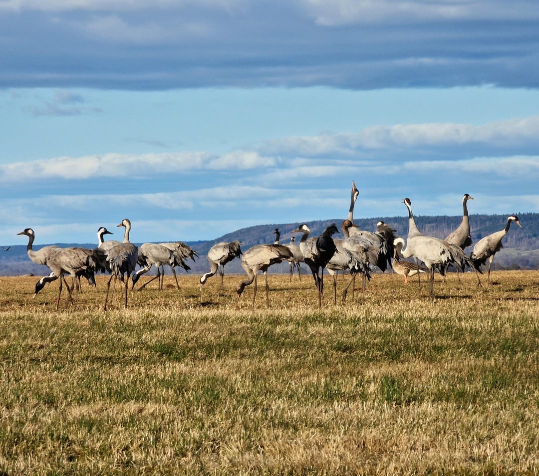 12 Stunden gefahren und bei -5 °C gezeltet um Kraniche am Hornborgasjön zu beobachten - hat sich gelohnt.