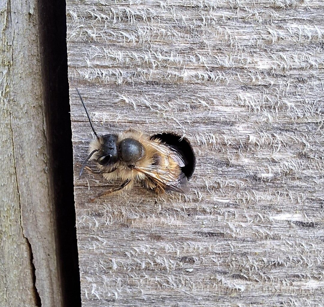 Unsere erste Bewohnerin im Insektenhotel