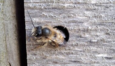 Unsere erste Bewohnerin im Insektenhotel