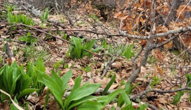 Bärlauch auf Berggipfel auf 1500 m