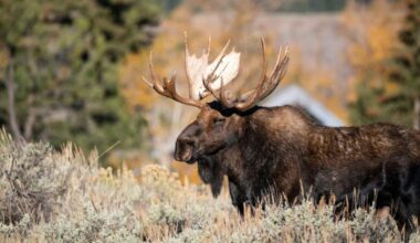 How To Watch the Great Moose Migration Happening in Sweden