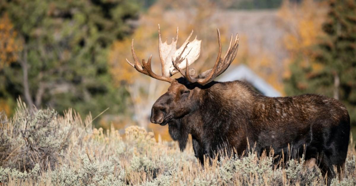 How To Watch the Great Moose Migration Happening in Sweden