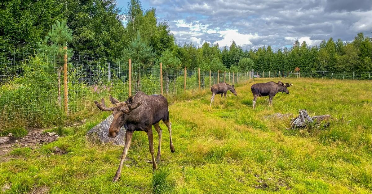 Three moose stand next to a fence in a grassy field