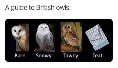 Bird of course!