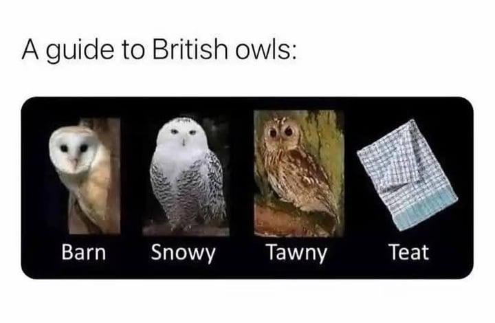 Bird of course!