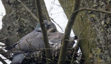 Fütterung bei den Ringeltauben