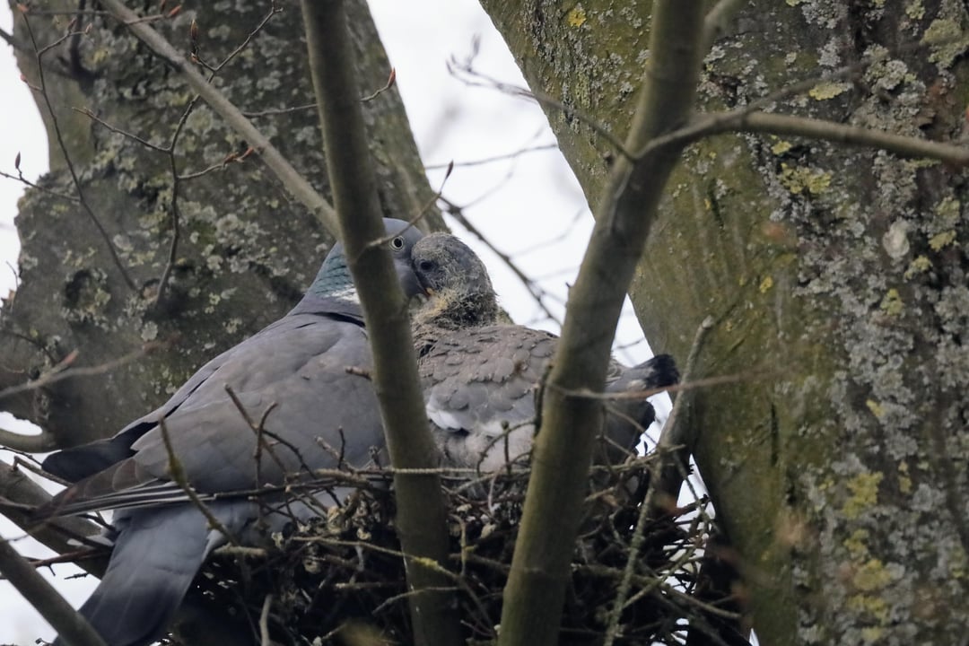 Fütterung bei den Ringeltauben