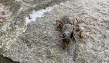 Weiß jemand was das ist?