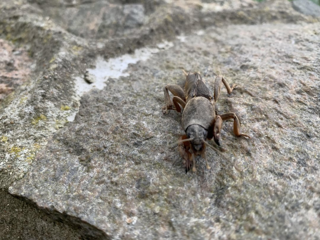 Weiß jemand was das ist?