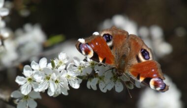 Schmetterlinge an Schlehenblüten