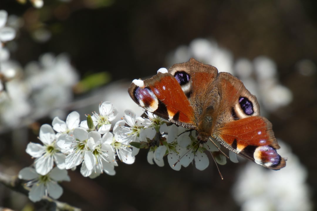 Schmetterlinge an Schlehenblüten