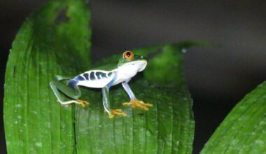 Es wurde mehr Froschcontent gefordert