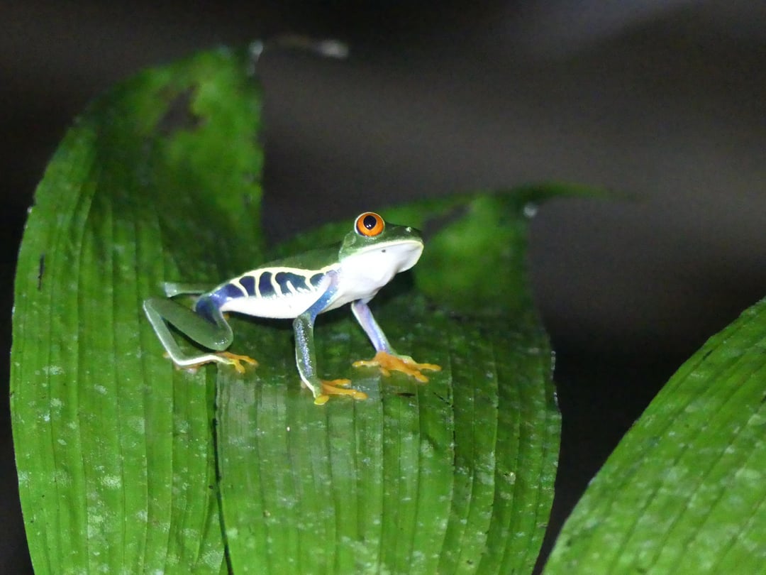 Es wurde mehr Froschcontent gefordert
