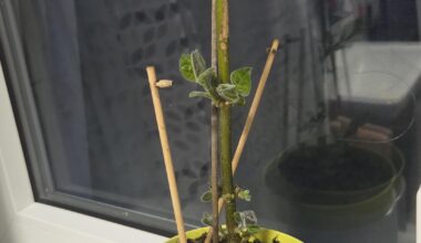 Blauglockenbaum